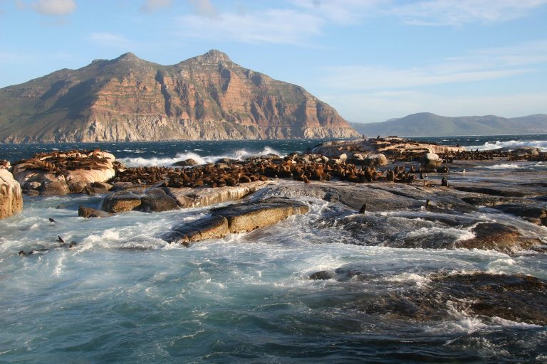 Amazing Tidal Pools in Cape City: A Local’s Guide