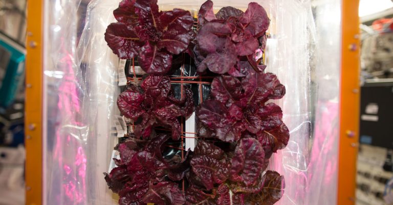 Red Space Lettuce Might Feed Red Planet Voyagers