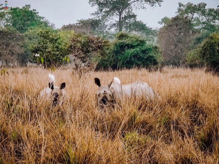 Visit to Pobitora Wildlife Sanctuary