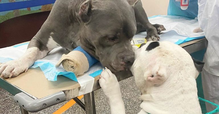 2 Dogs Comfort Each Other After Owner Died in Tragic Hiking Accident