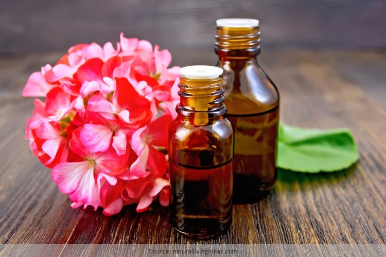 Geranium Essential Oil Benefits And Uses We Should Know Of