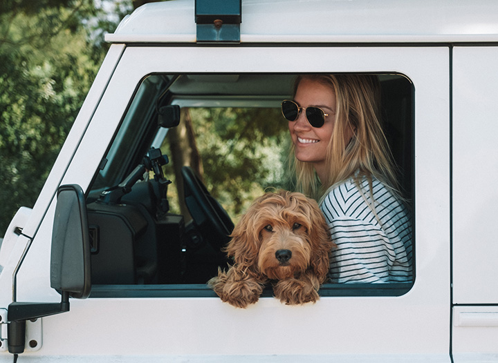 Tips for Preventing Dog Motion Sickness • The Blonde Abroad