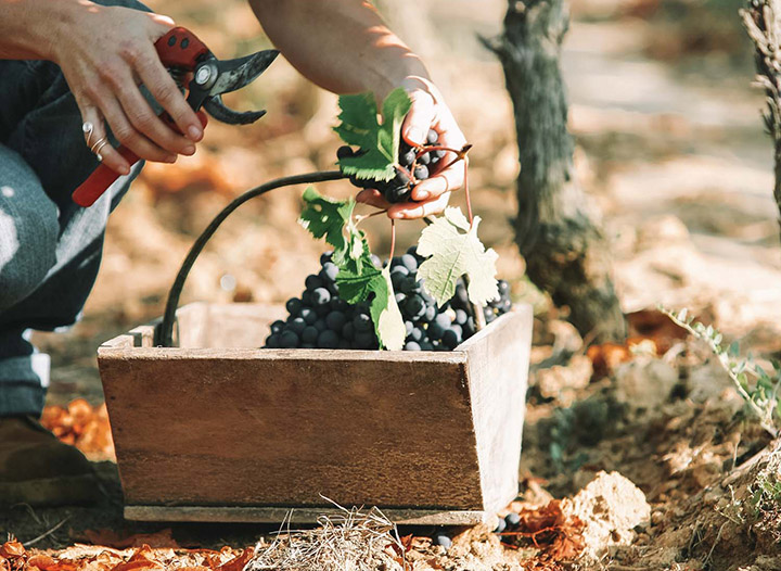 The Beginner’s Guide to Working a Wine Harvest • The Blonde Abroad