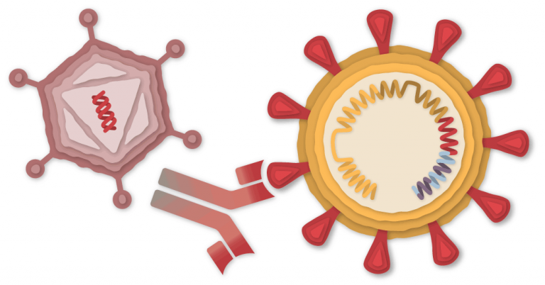 How the Oxford-AstraZeneca Vaccine Works