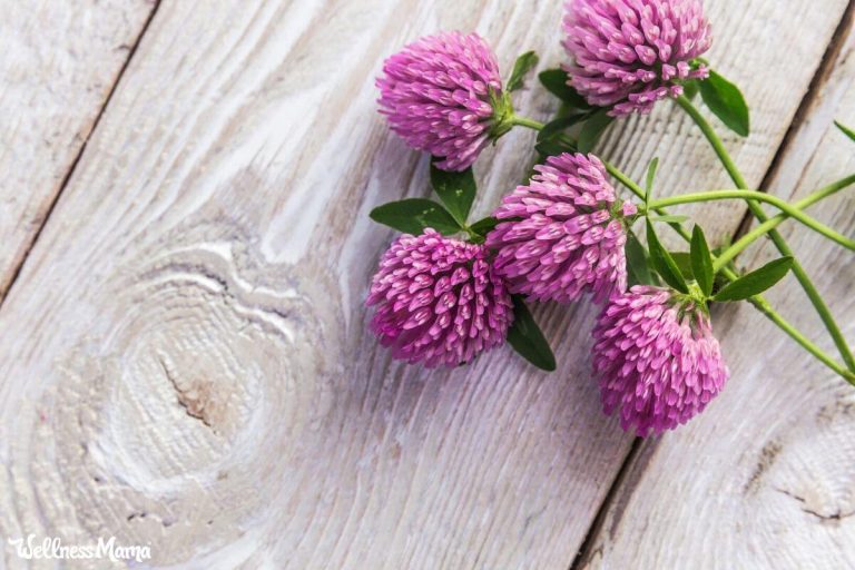 How to Use Red Clover Herbs