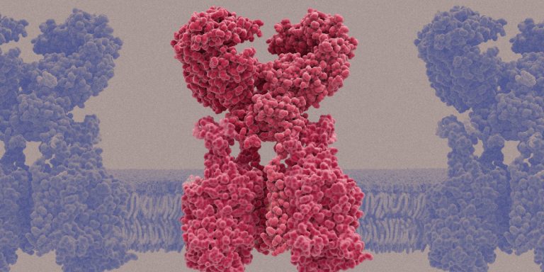 Can you spot the fake receptor? The coronavirus can’t both.