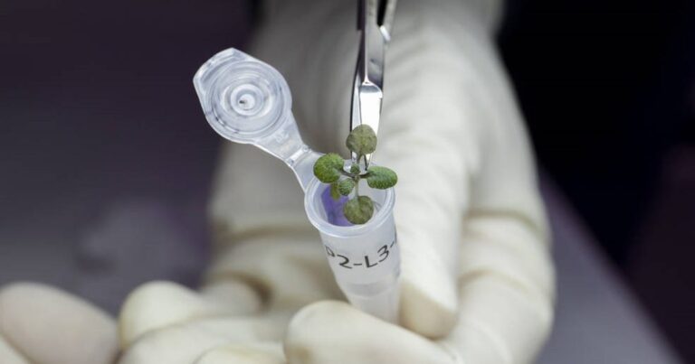 Plants Grown in Moon Soil for First Time Preview Future Lunar Lunch