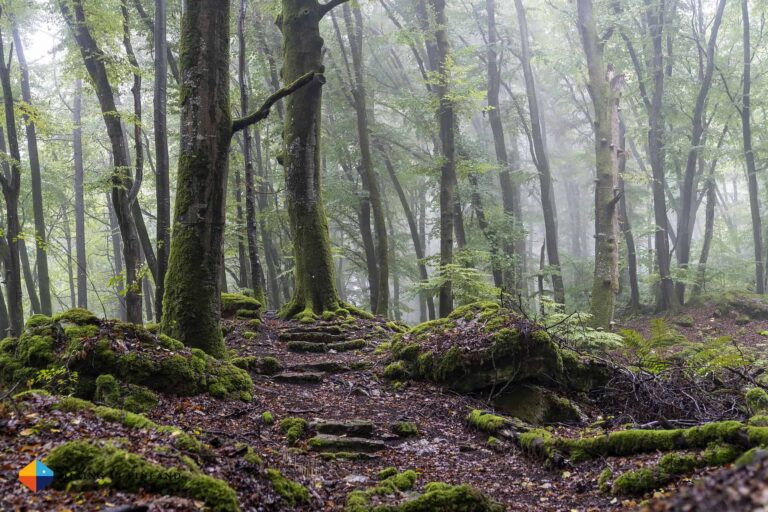 Hiking on the Mullerthal Trail in Luxembourg