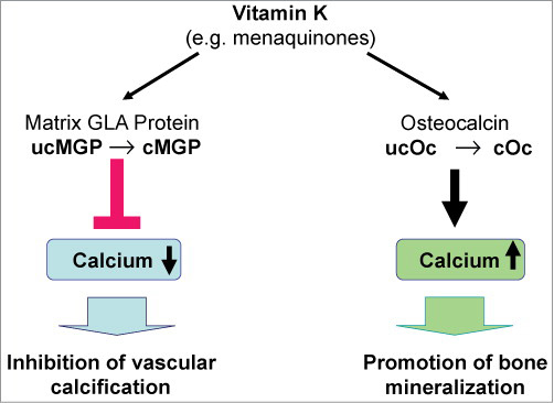 Vitamin K2 — A Crucial Ingredient for Heart and Bone Health