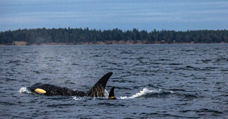 Orcas Are Considered One Species. Should They Be?