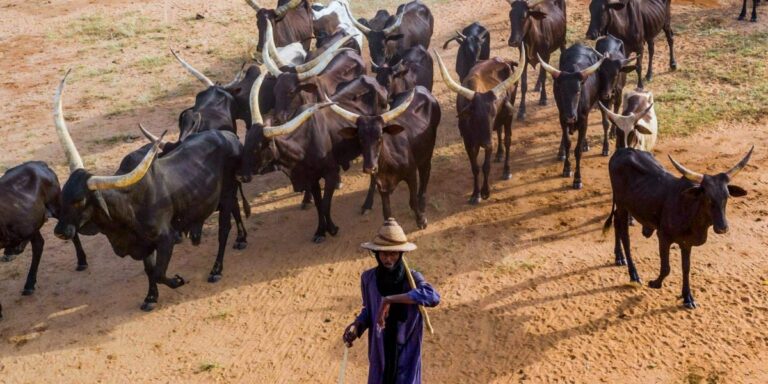 The Obtain: tech help for herders, and bacteria clean-ups