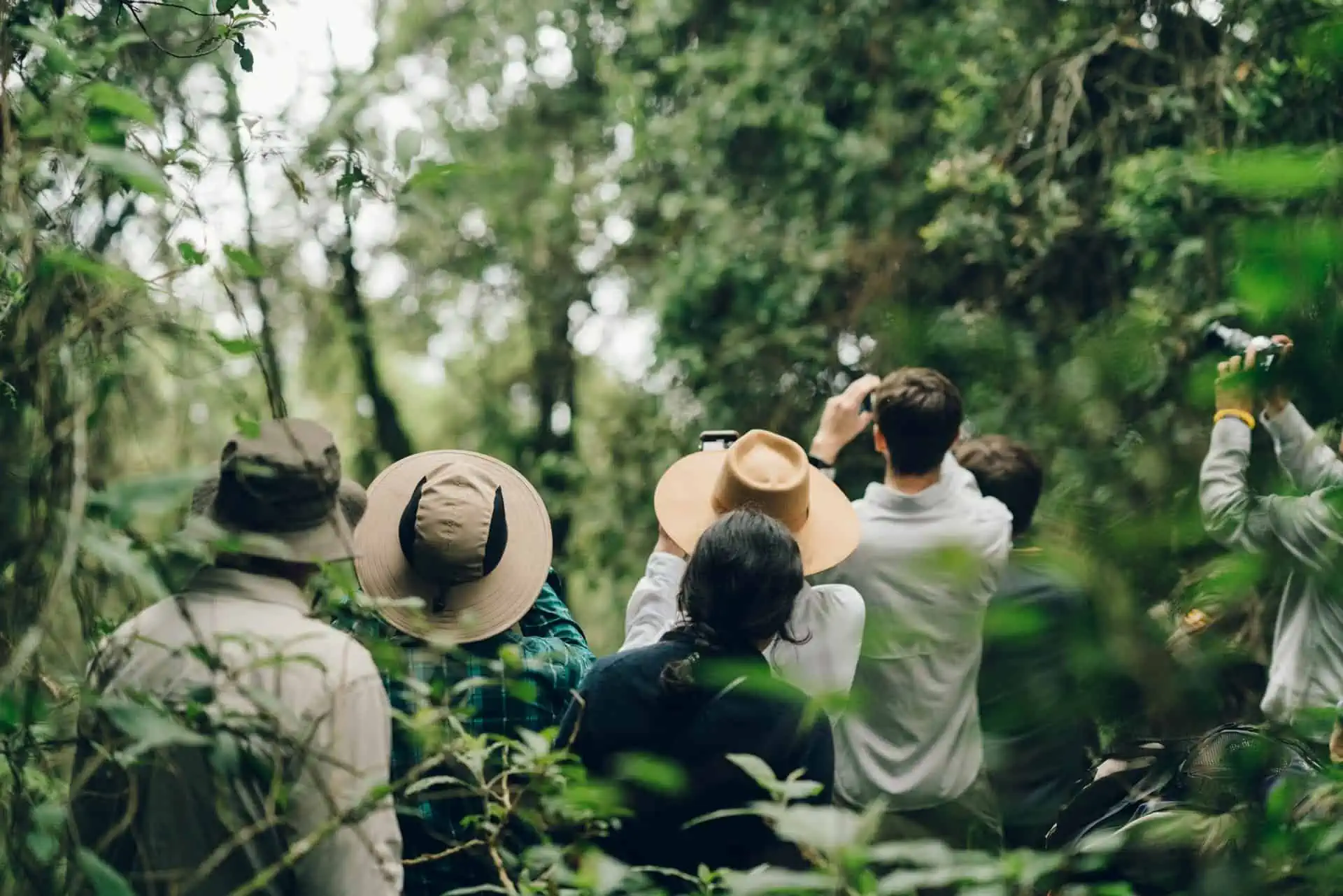 Complete Guide to Experiencing a Mountain Gorilla-Tracking Safari in Uganda