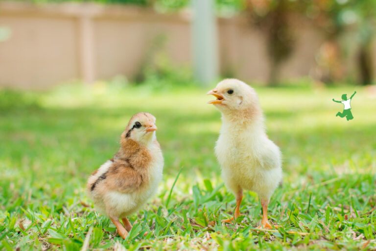 Vaccinated vs Unvaccinated Chicks? | Healthy Home Economist