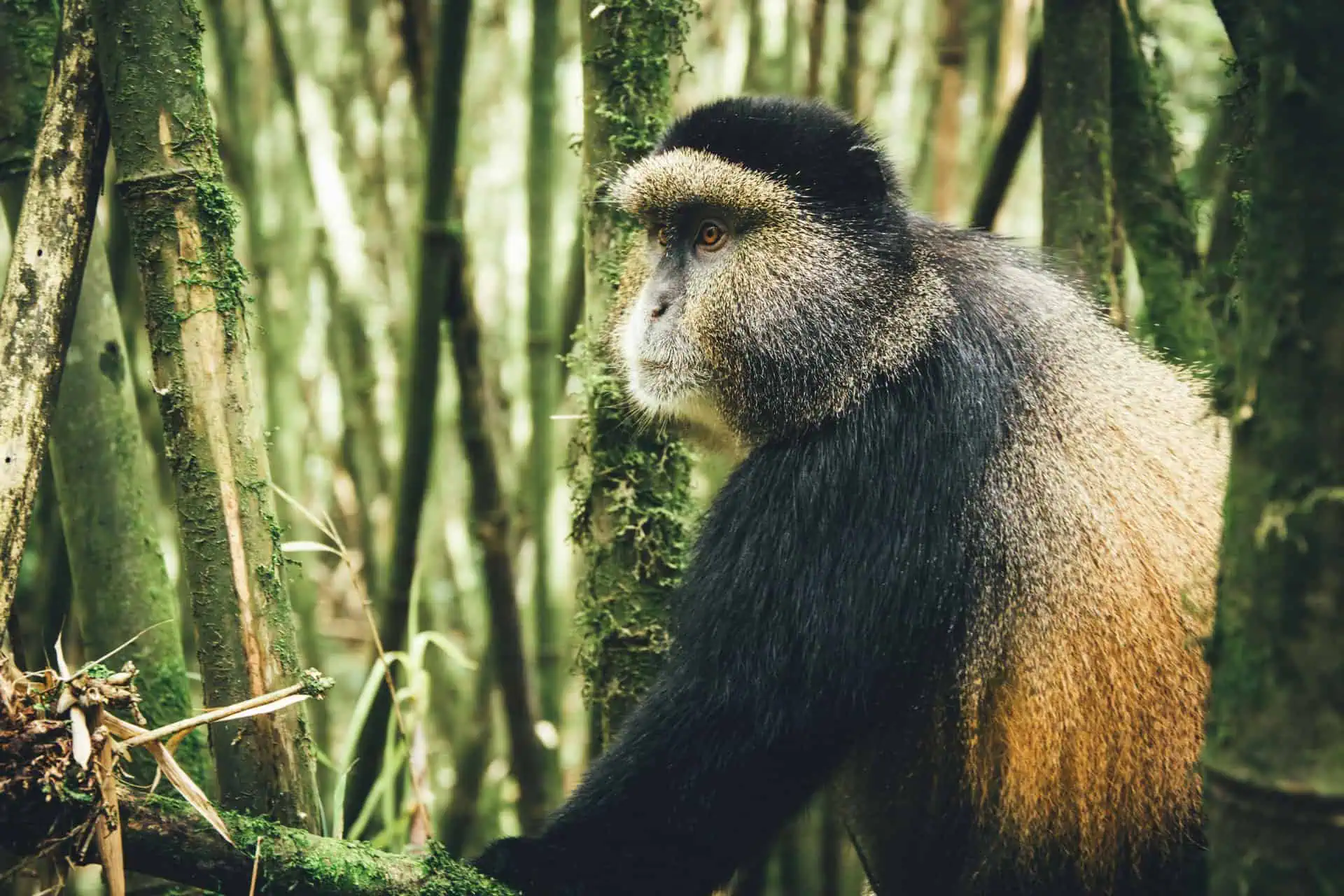 Golden Monkey and Chimpanzee Trekking in Uganda